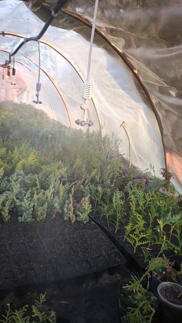 #туя на цей раз вирішив спробувати в касети #парник смотреть онлайн