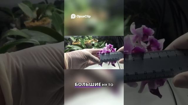 Орхидея "Fuller Miss" пелорик: от увядания к цветению! #orchid #у смотреть онлайн