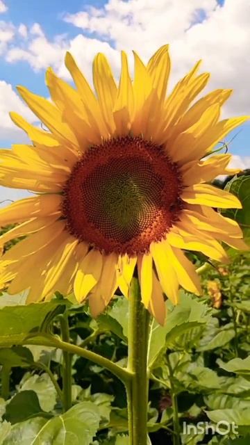 Дороги России.Краснодарский край #подсолнухи#shorts смотреть онлайн