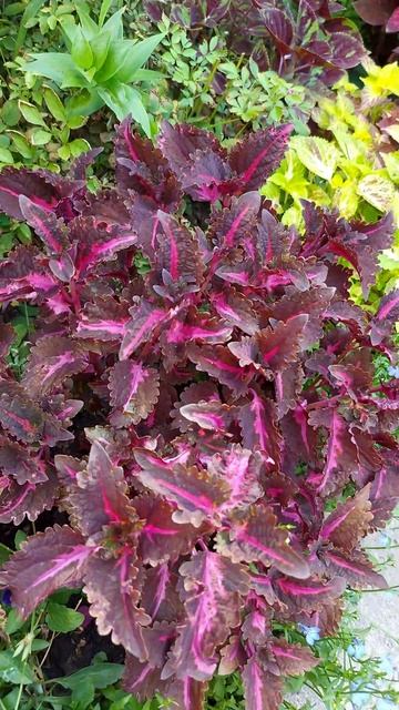 Колеус "Flamingo".Coleus "Flamingo".#coleus #колеусы #вегетативныеколе смотреть онлайн
