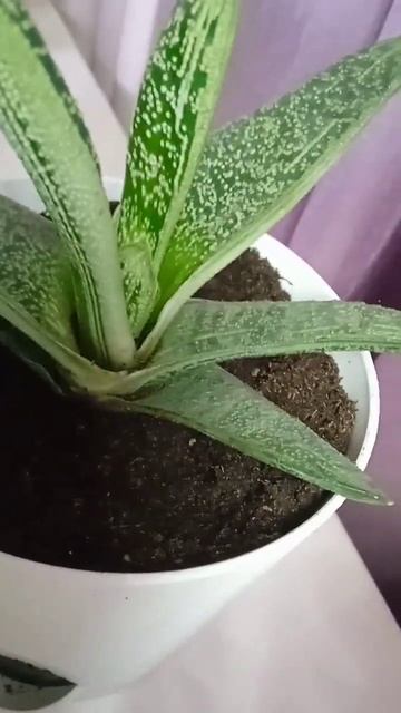 🌿✨Гастерия-Алоэ✨🌿#суккуленты #комнатныецветы #Гас? смотреть онлайн