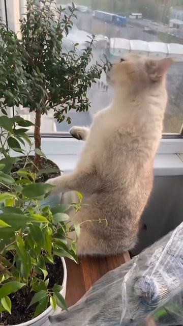 Как же сильно я люблю Мирт 🫰🏻🌿 #кот #cat смотреть онлайн