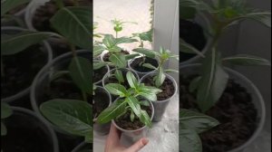 Надо ли прищипывать? #Катарантус #сад #цветы #рассада