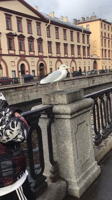 Санкт-Петербург. 26.10.2024. Живая скульптура на ограде кан смотреть онлайн