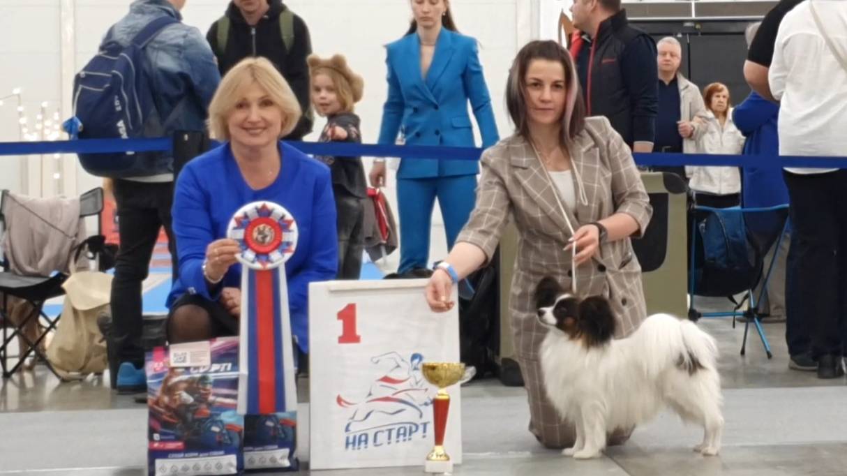 04.05.2025, СПб. Клуб "Невская Застава" (РКФ, РФЛС). Выставка собак всех пород (САС, ЧФ) смотреть онлайн