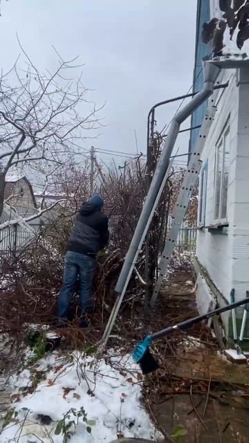 Обрезка растения под названием Актинидия, уж очень си? смотреть онлайн