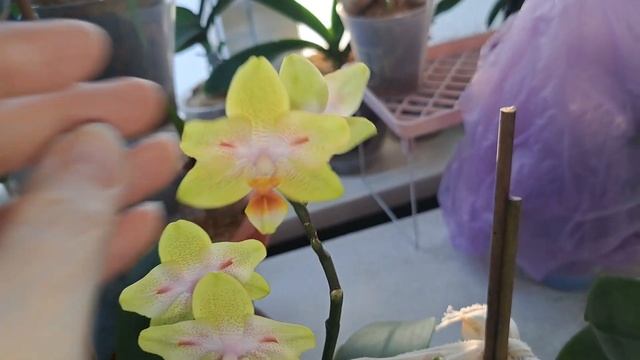 Орхидеи ЦВЕТУТ!Вивальди и Грин Бетман (бабочки обе) и Л смотреть онлайн