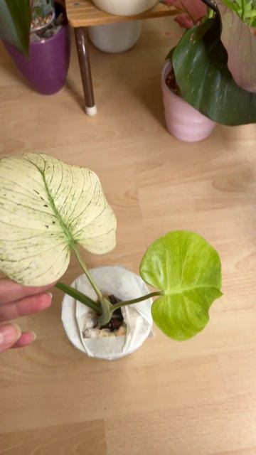 Монстера білий монстр. Monstera white monster. #Monsterawhitemonster #монс? смотреть онлайн