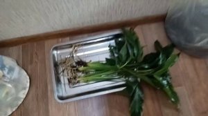 Как правильно пересадить спатифиллум (женское счасть?