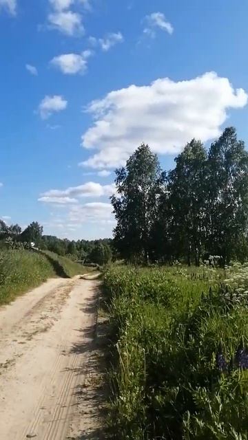 Поле люпинов очень красиво!!! смотреть онлайн