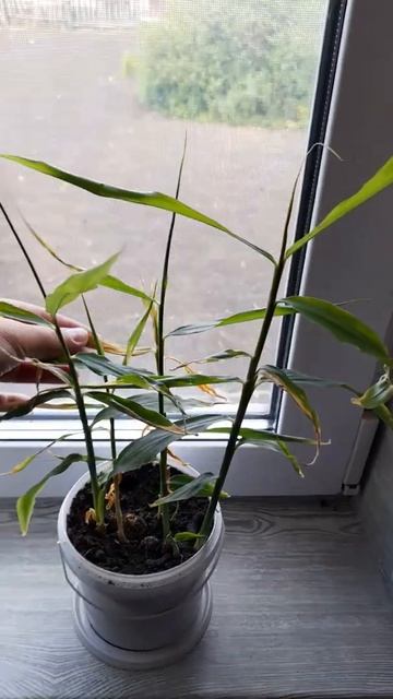 #РукоделиеотГалины Имбирь через 3 месяца после посадк? смотреть онлайн