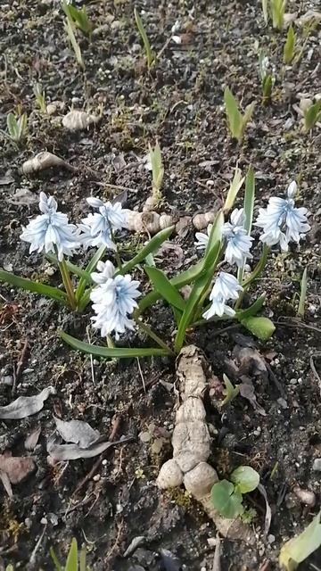 первоцветы смотреть онлайн