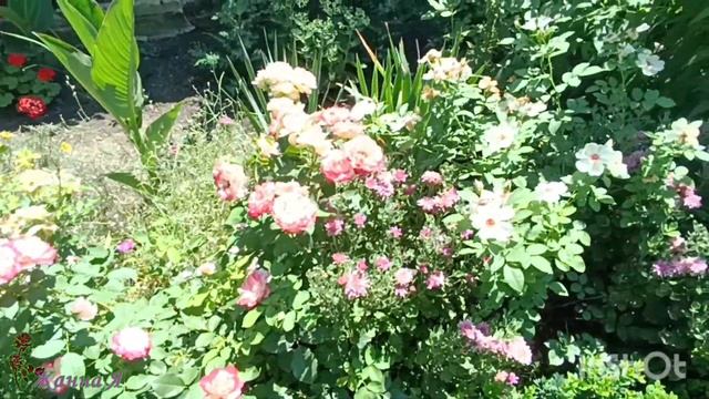 Ютуб собирается покинуть площадку?! Ищите на Дзене. Сад в ожидании.