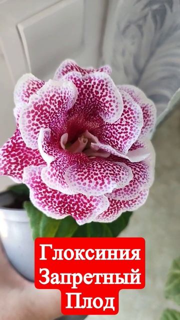 Глоксиния ЛП Запретный плод # Shorts смотреть онлайн