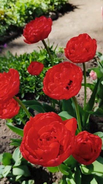 Не маки. Не пионы. Тюльпаны! #весна #цветы #тюльпаны #всв смотреть онлайн