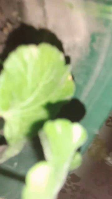 эта маленькая трова хм нет это мленький дикор. Герань ? смотреть онлайн