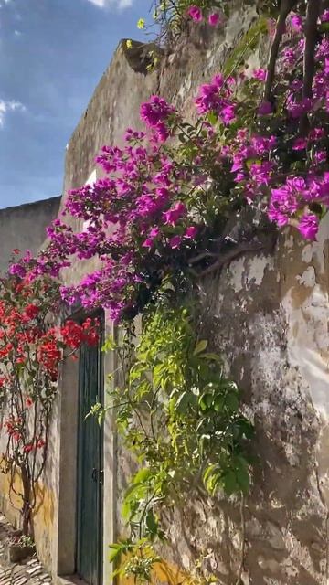 ШИКАРНАЯ БУГЕНВИЛЛИЯ ЦВЕТЁТ bougainvillea blossom in Portugal #shorts #bou смотреть онлайн