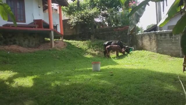 18_Выкуп жизни коров_Коровы радостно едят нашу сочную траву_Хиккадува_Шри Ланка_Танюшка Курчина_11м