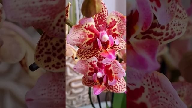 Бабочка 2 цветоноса смотреть онлайн