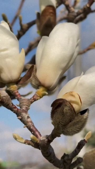 Анапа, цветут Магнолии, март #Анапа-моревпечатлений #sho смотреть онлайн