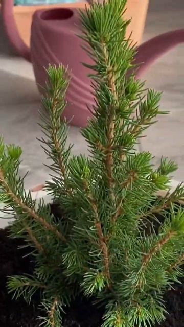 Маленькой елочке холодно зимой / елка Коника / @семьяSav смотреть онлайн