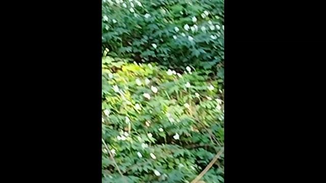 Мой двор и лес. Подснежники белые их много и разные цве смотреть онлайн