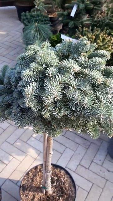 🌲Пихта глаука прокумбенс на штамбе | Telegram: https://t.me/love_is смотреть онлайн