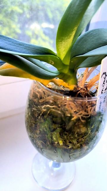 Орхидея желтит лист #orchid #фаленопсис #phalaenopsis #orhids #орхо? смотреть онлайн