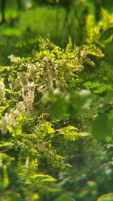 Белая акация.😃👍 смотреть онлайн