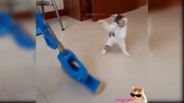 Самые смешные существа в мире 🐈 Подборка смешных котят для хорошего настроения!