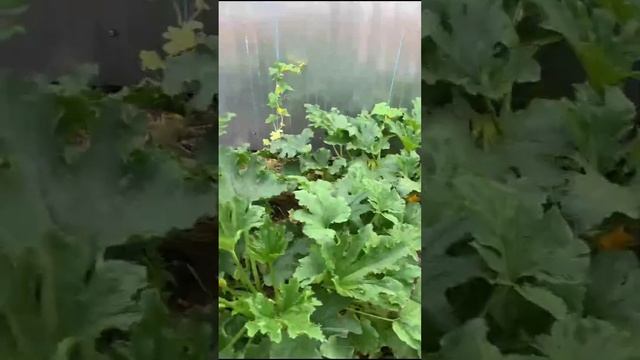 Первый опыт выращивания урожая на юге смотреть онлайн