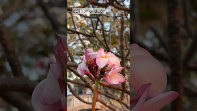 Плюмерии на закате смотреть онлайн