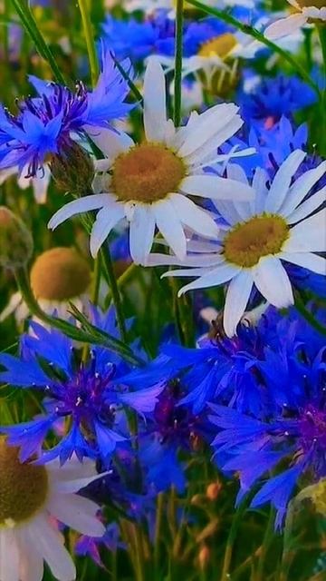 Ромашка-Василёк!🌼💞🪻 #вспомним лето 🦋☀️🦋 смотреть онлайн