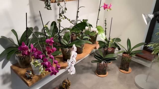 VLOG болталка и хейтеры в орхидейном мире #phal #orchid #orchidflowe смотреть онлайн
