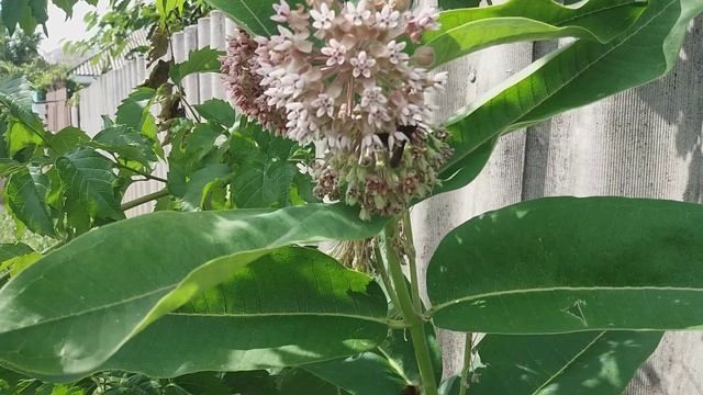 2018.07.06 Ваточник сирійський (Asclepias syriaca L.) смотреть онлайн