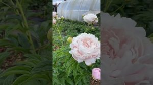 2 июля. Пион миссис Франклин дэ Рузвельт