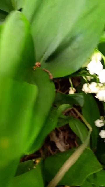 09 06 2024 # ландыши # ➕20 🌧 смотреть онлайн