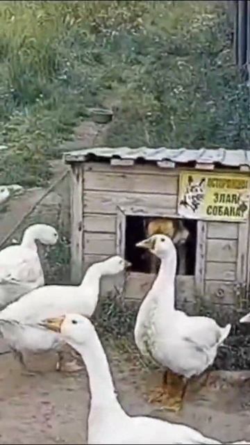 гуси гуси ГаГаГа смотреть онлайн