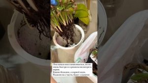 Спасаем калатею руфибарба