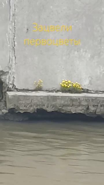 Весна 2025. В Яузе зацвели первоцветы смотреть онлайн