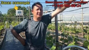 Первая обработка винограда.