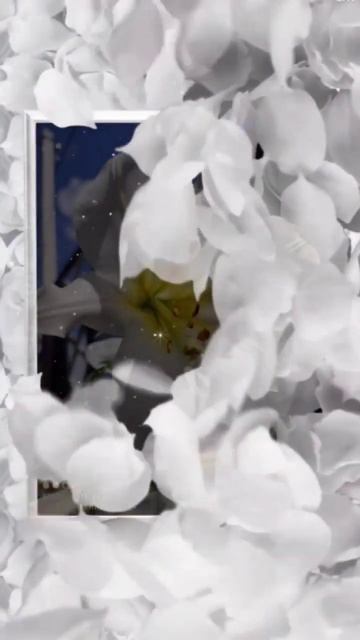 Белые лилии #рекомендации смотреть онлайн