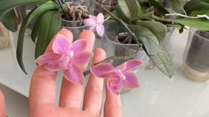 Как обрезать цветонос у орхидеи после цветения? Как об