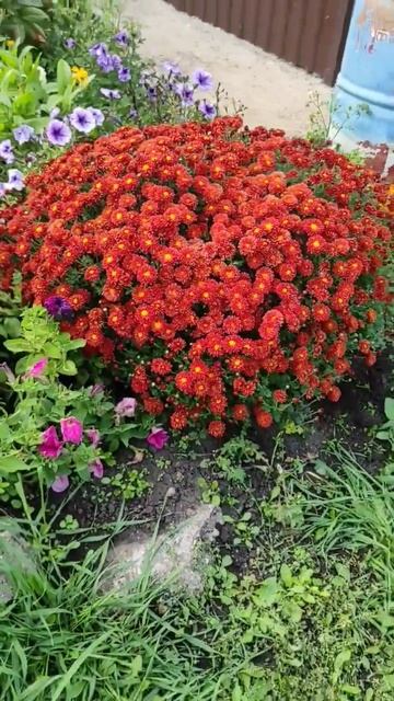 Моя Хризантема Мультифлора! 💞💞💞Она прекрасна!