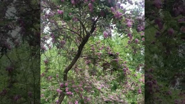 @allaalla9750 Розовая акация Этот удивительный мир смотреть онлайн