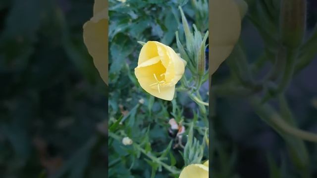 Лунник 🌙 смотреть онлайн