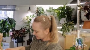 🍀 ОБЗОР НОВИНОК РЕДКИХ КОМНАТНЫХ РАСТЕНИЙ🍀