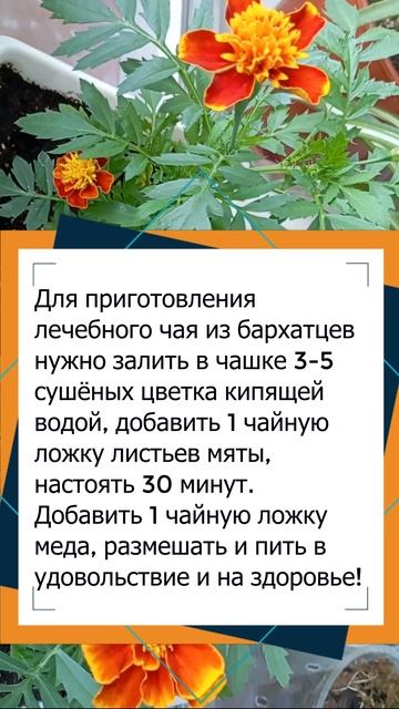 Полезные свойства бархатцев #цветынабалконе смотреть онлайн