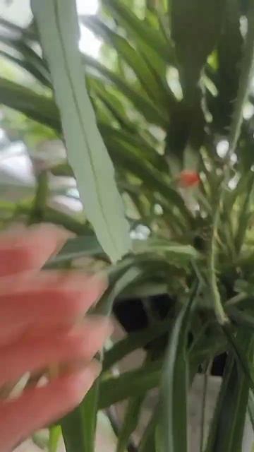 Цветение эпифилума смотреть онлайн