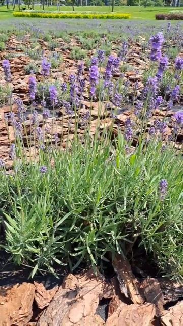 ЛАВАНДА... еще цветет смотреть онлайн